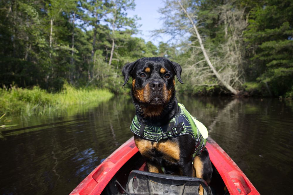 Without Lens Correction (50mm)