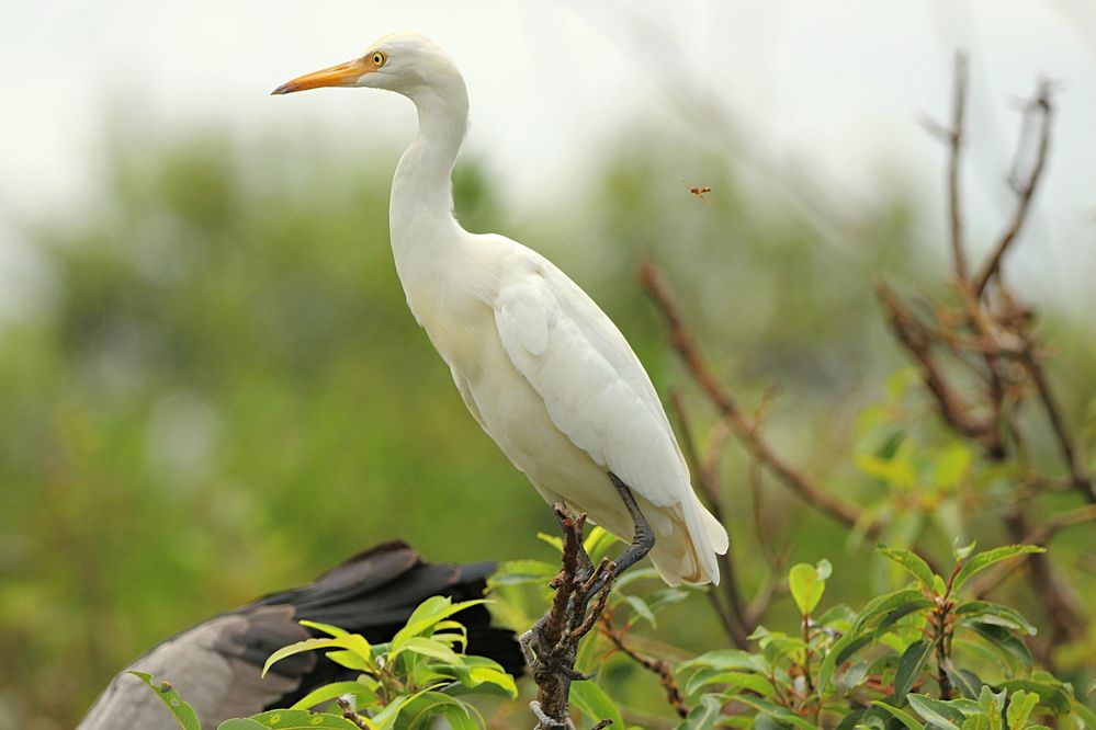 Medium  Egret .jpg