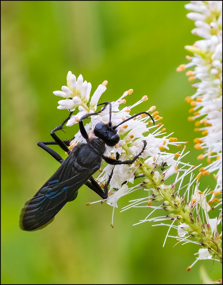 Great Black Wasp.jpg