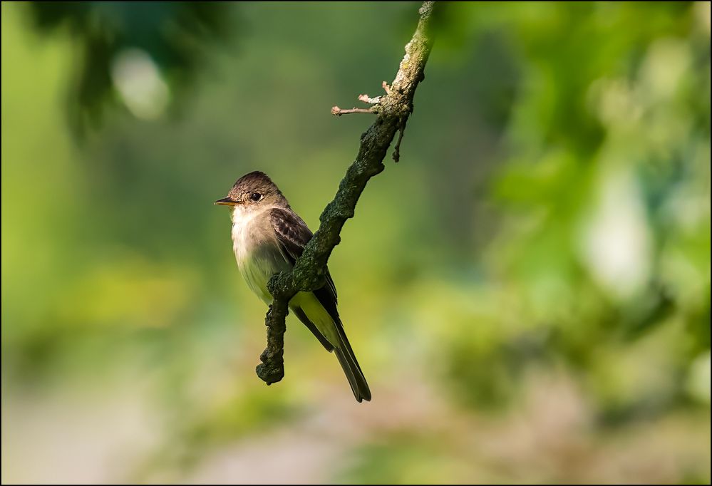 Eastern Wood-Pewee.jpg