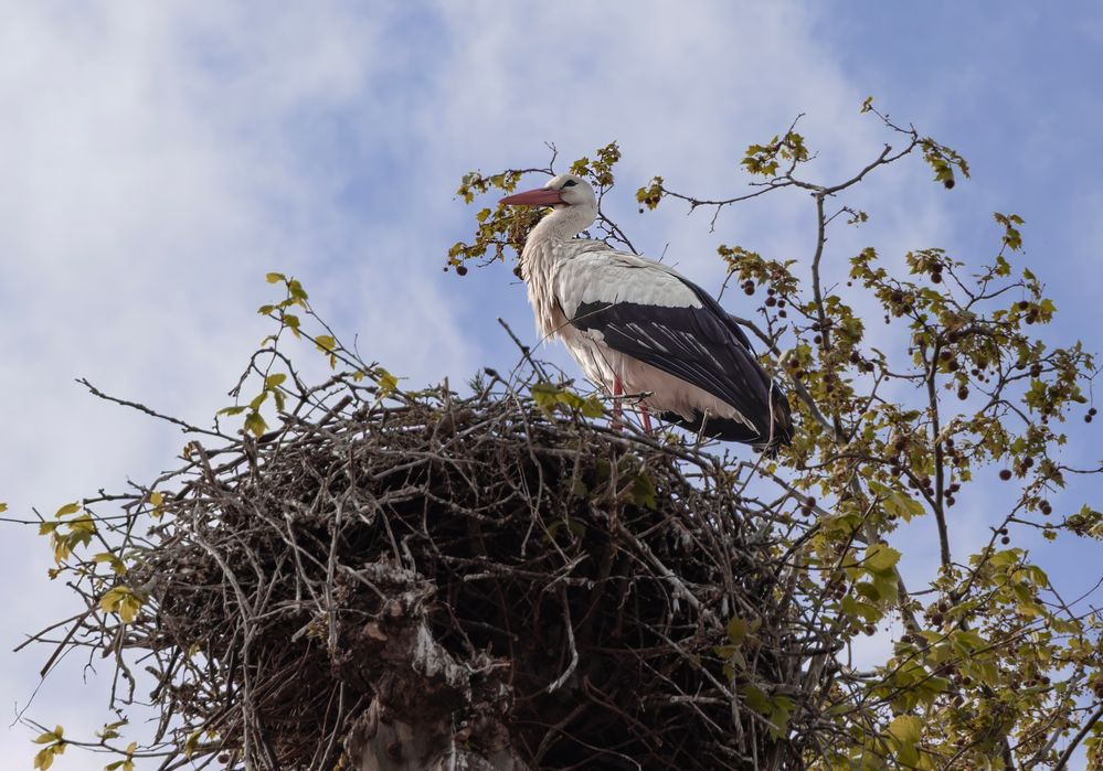 2622_White Stork.jpg