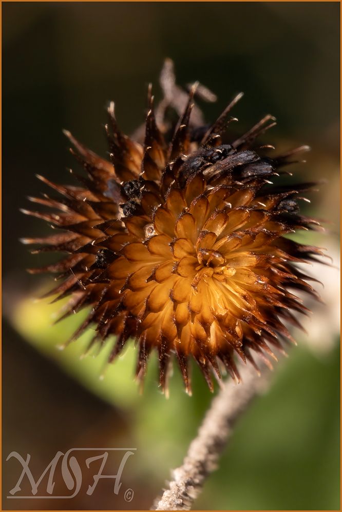 59914_Fall Flower.jpg
