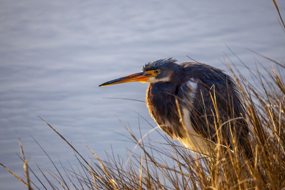 Tricolored Heron, 742mm, 1/2500, F10, ISO 1600
