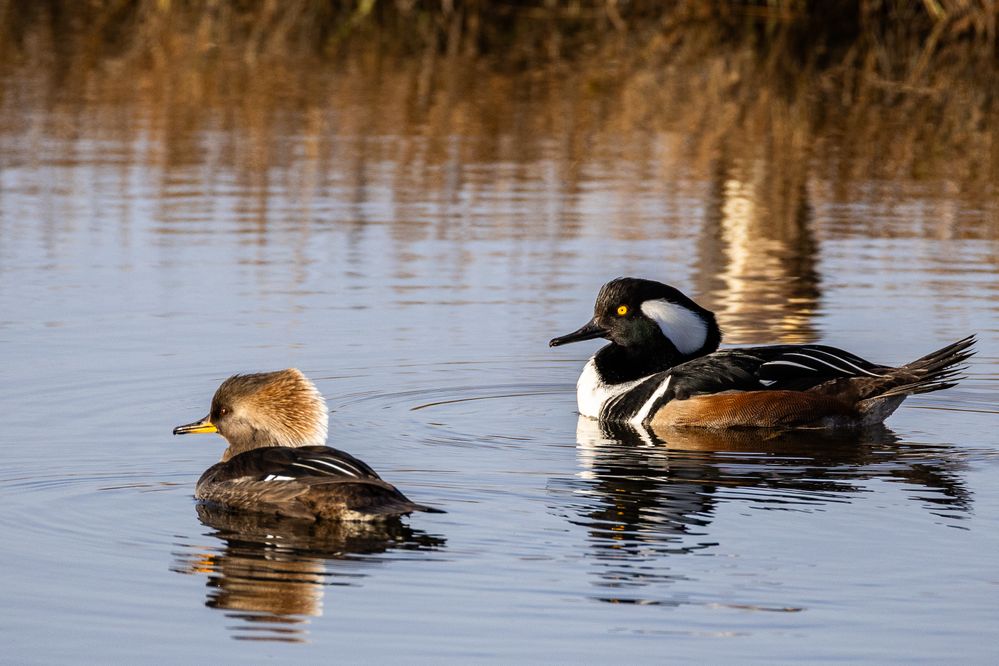 Hooded Merganser Pair, 800mm, 1/1000, F10, ISO 640