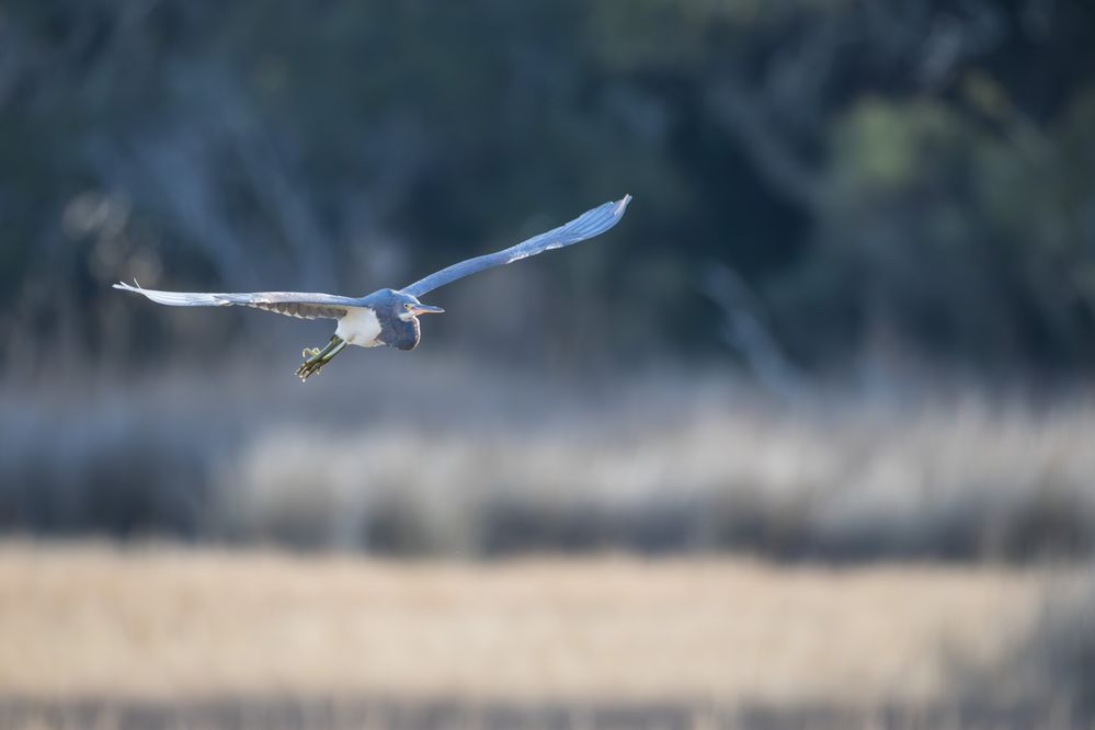 Tricolored Heron flies in, 800mm, 1/2500, F10, ISO 6400