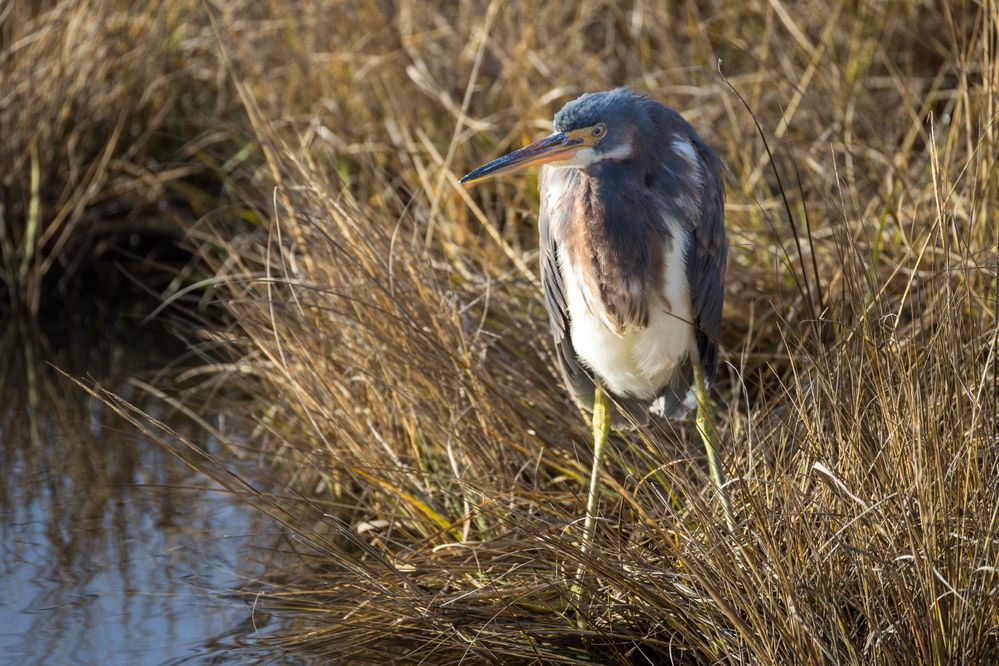 Tricolored Heron, 800mm, 1/2500, F10, ISO 2500