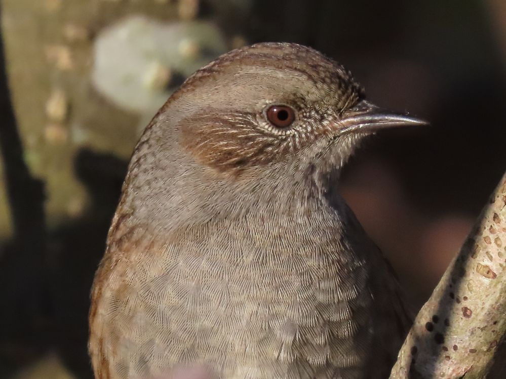 Close range - sharp image and focus