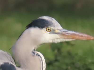 IMG_6666 head shot.JPG