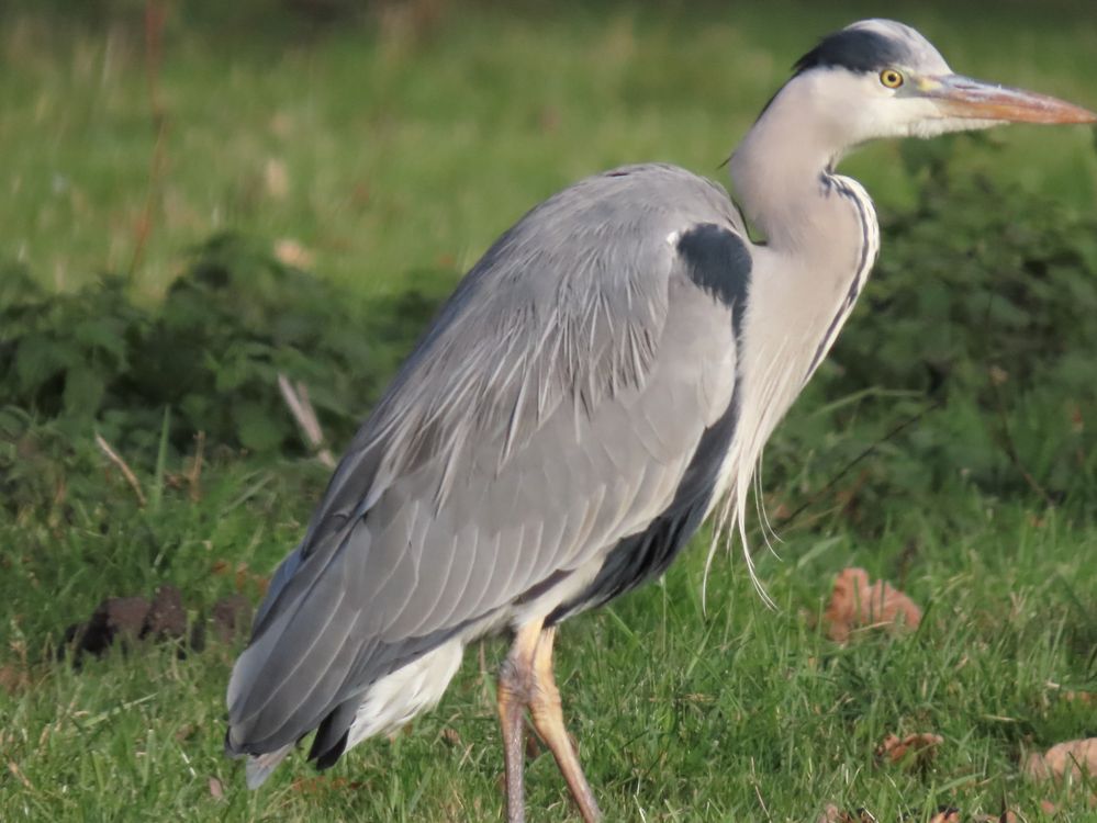 Whole bird appeared in focus in viewfinder