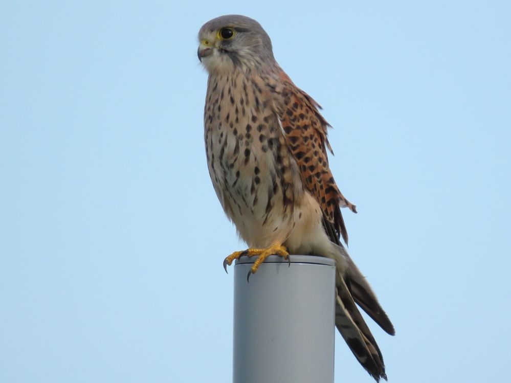 Bird in isolation reasonably sharp