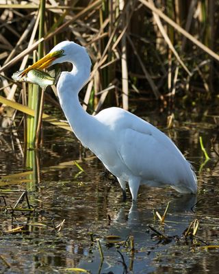 Great Whiye Egret dining 2 copy.jpg