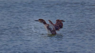 Ruddy Duck 3.jpg