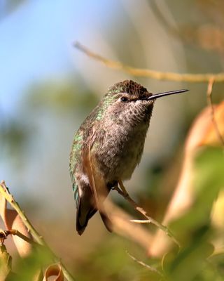 EOS 90D, EF-S55-250 IS II, f5.6, 1/1600th sec, ISO 320