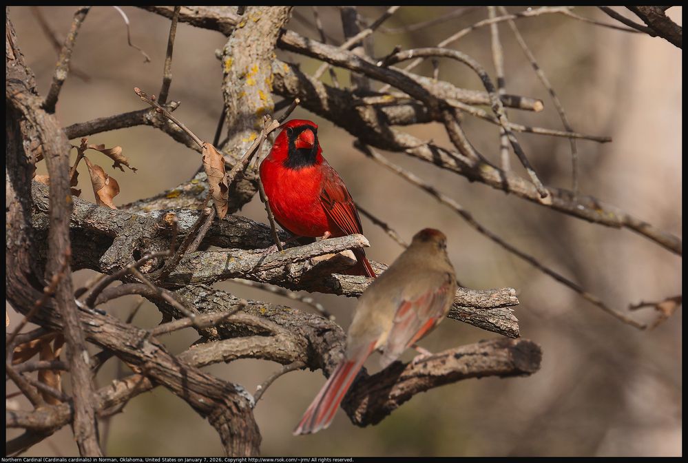 Northern Cardinal (Cardinalis cardinalis) in Norman, Oklahoma, United States on January 7, 2026