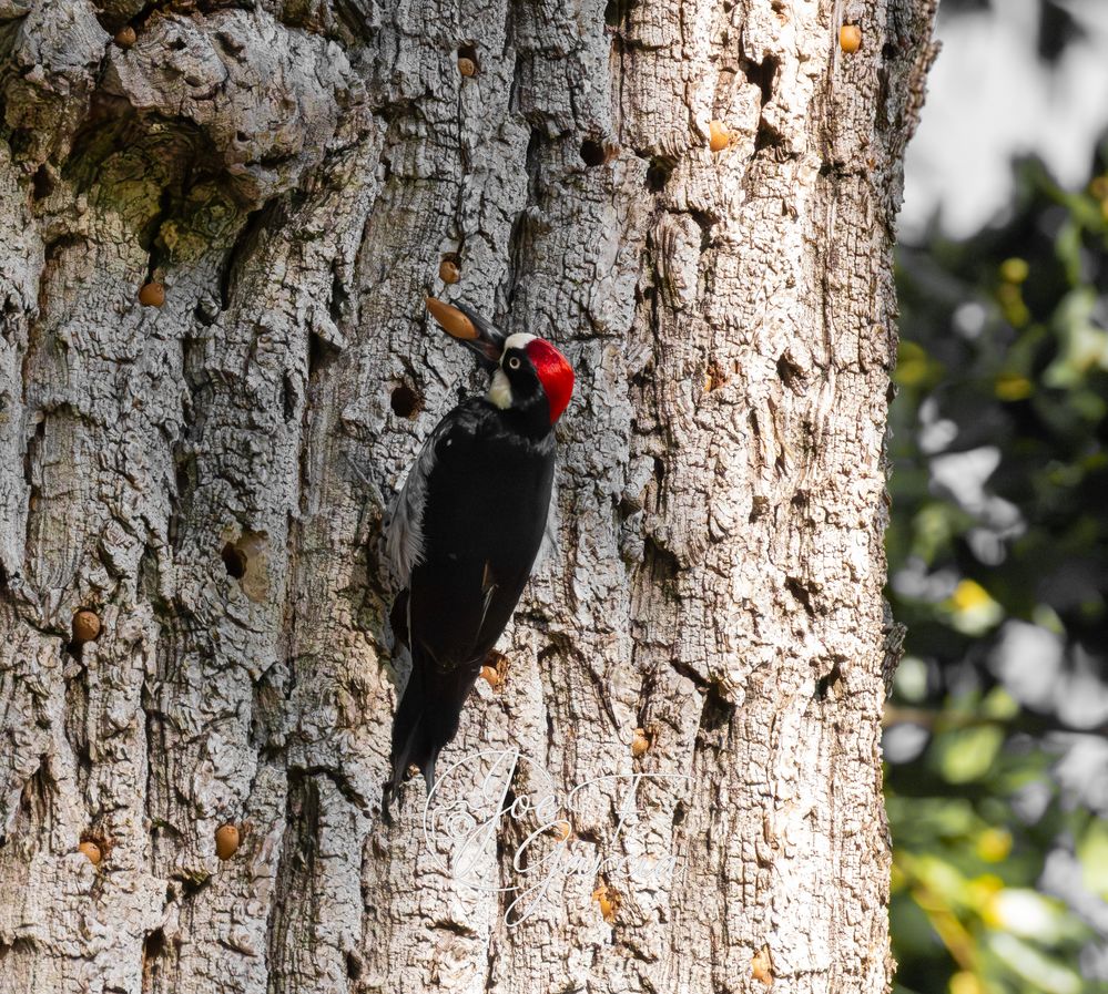 Acorn Woodpecker  R5 Mark II RF200-800mm F6.3-9 IS USM  Handheld