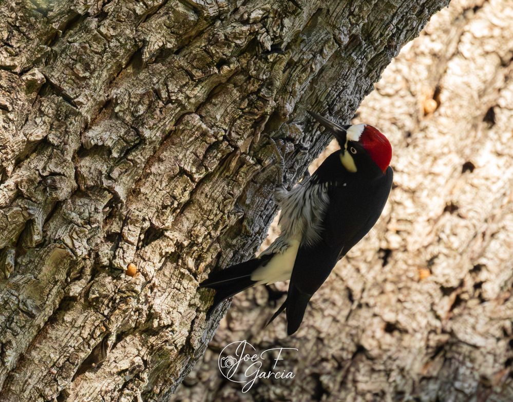 Acorn Woodpecker  EOS R5 Mark II & RF200-800mm F6.3-9 IS USM Handheld