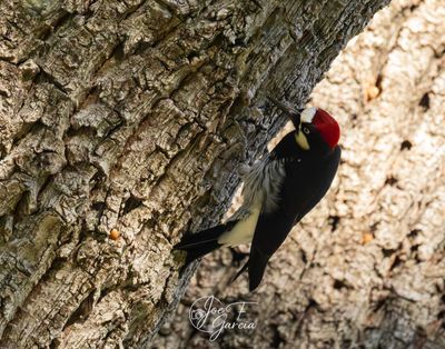 Acorn Woodpecker 2.jpg