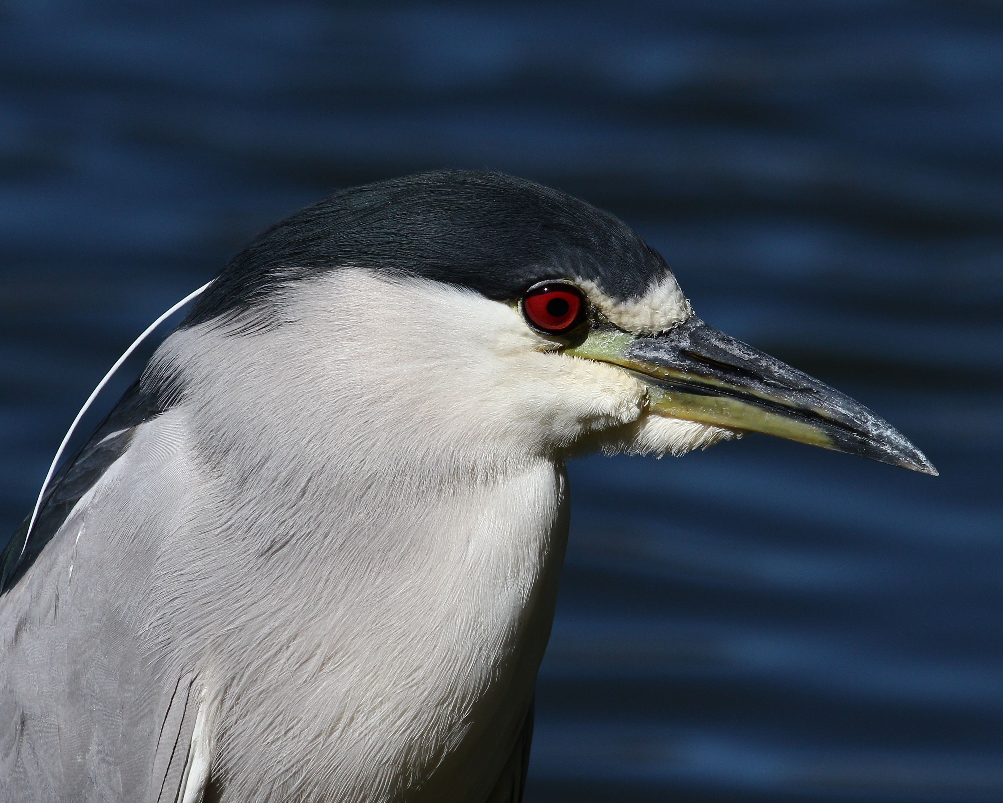 gatorland #1 1207a.jpg