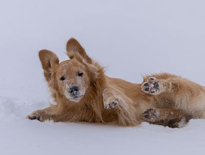 Murphy rolling on snow.jpg
