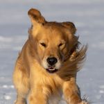 Huntski