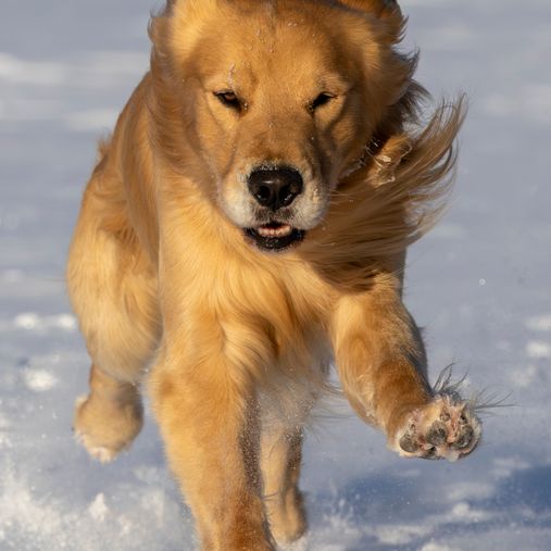 Huntski