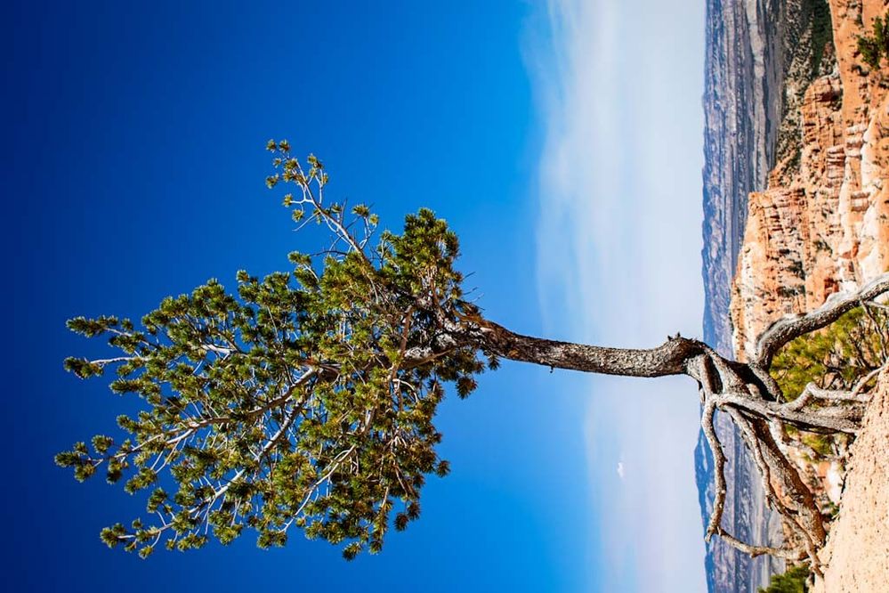 limber pine.jpeg