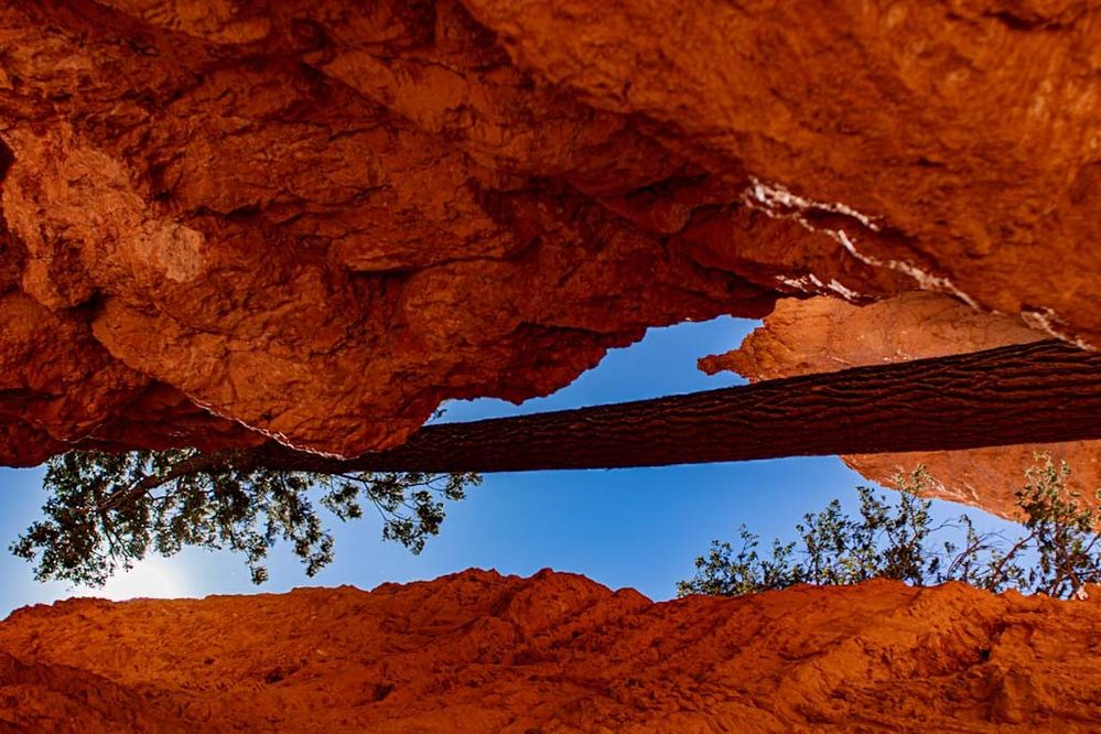 Tree Canyon.jpeg