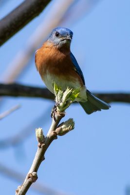 bluebird spring.JPG