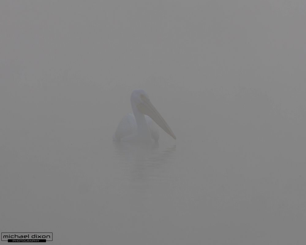 pelican_white_sepulveda_25_12_21_L0A9756.jpg