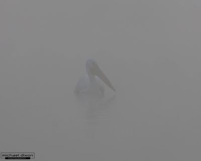 pelican_white_sepulveda_25_12_21_L0A9756.jpg