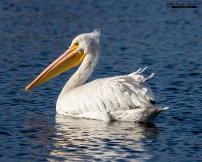 pelican_white_sepulveda_26_01_08_L0A6874.jpg