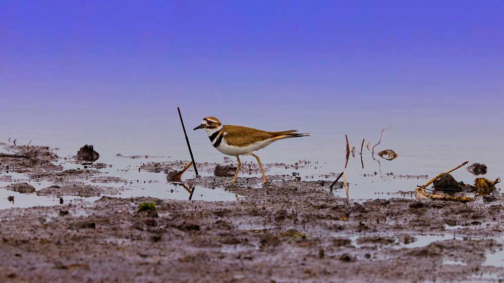 Killdeer