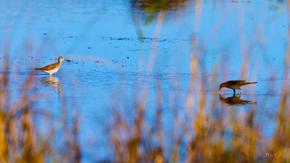 Lesser Yellowlegs.jpg