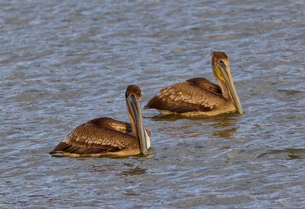 Brown Pelicans