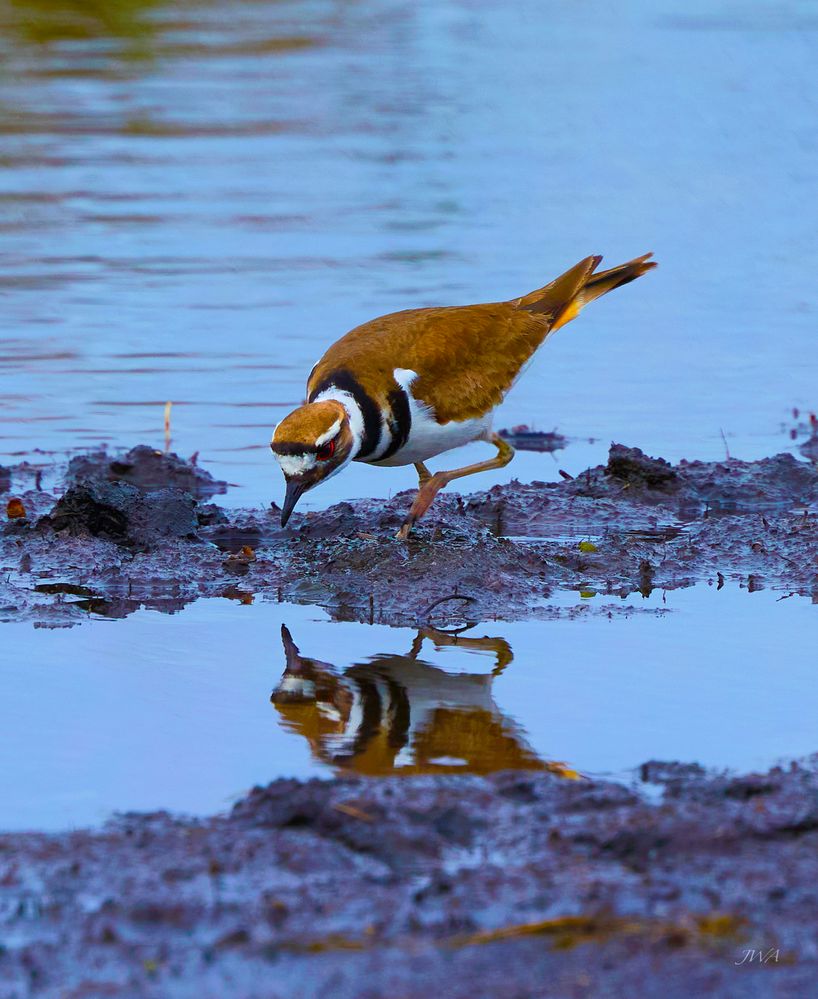 Killdeer