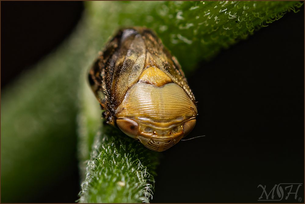 56299 Alder Spittlebug.jpg