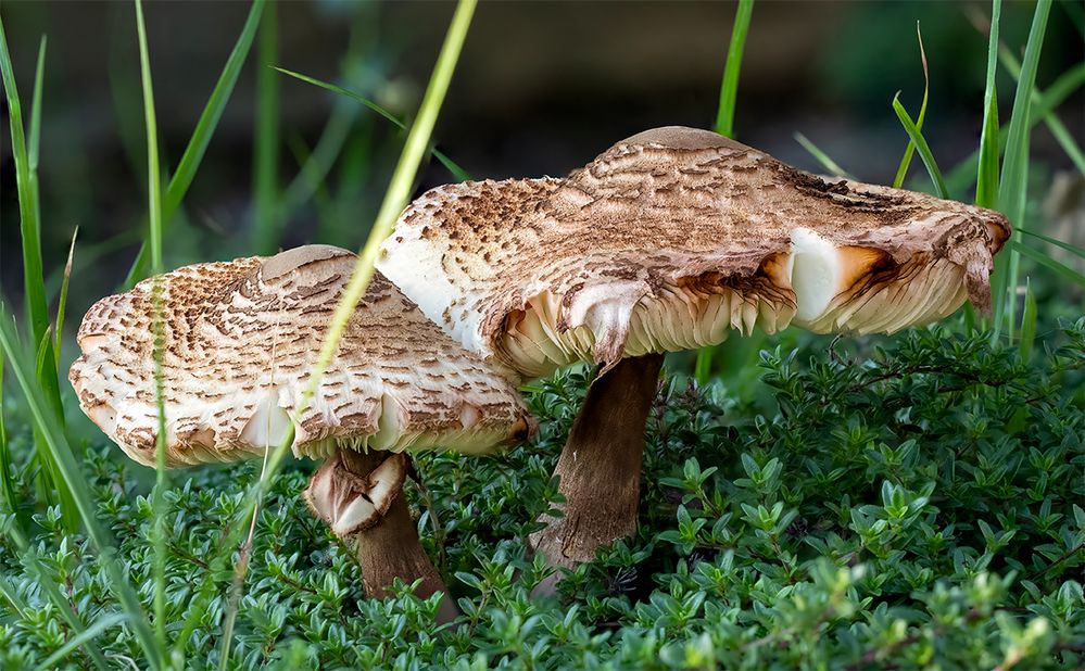 Shroom stack.jpg