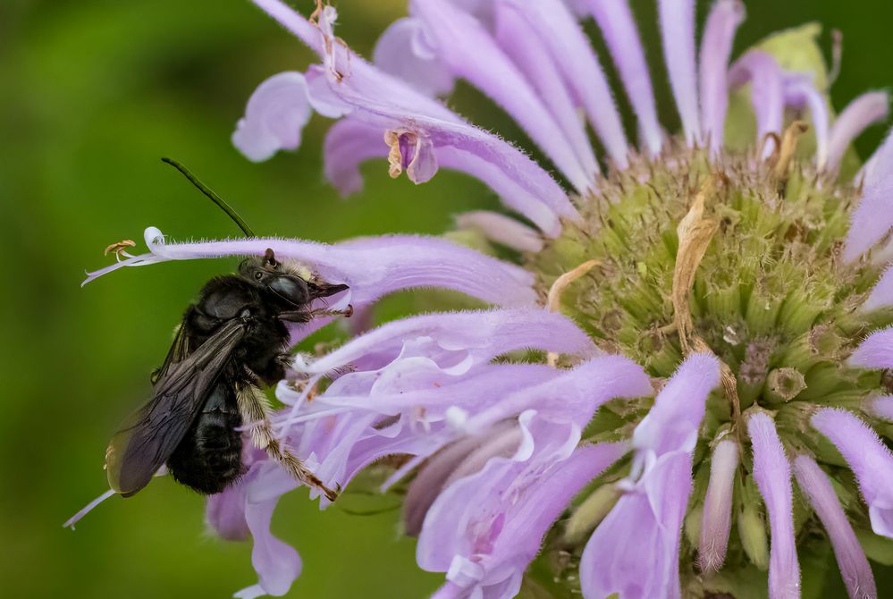 Two-spotted longhorn bee.jpg
