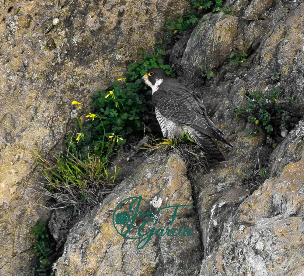 Female Peregrine Falcon  R5 Mark II & RF200-800mm F6.3-9 IS USM  Handheld