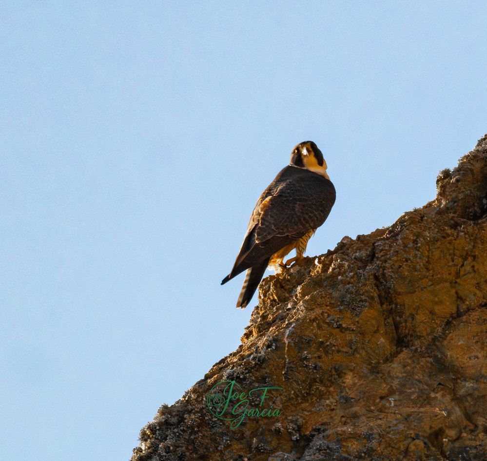Male Peregrine Falcon R5 Mark II & RF200-800mm F6.3-9 IS USM  Handheld