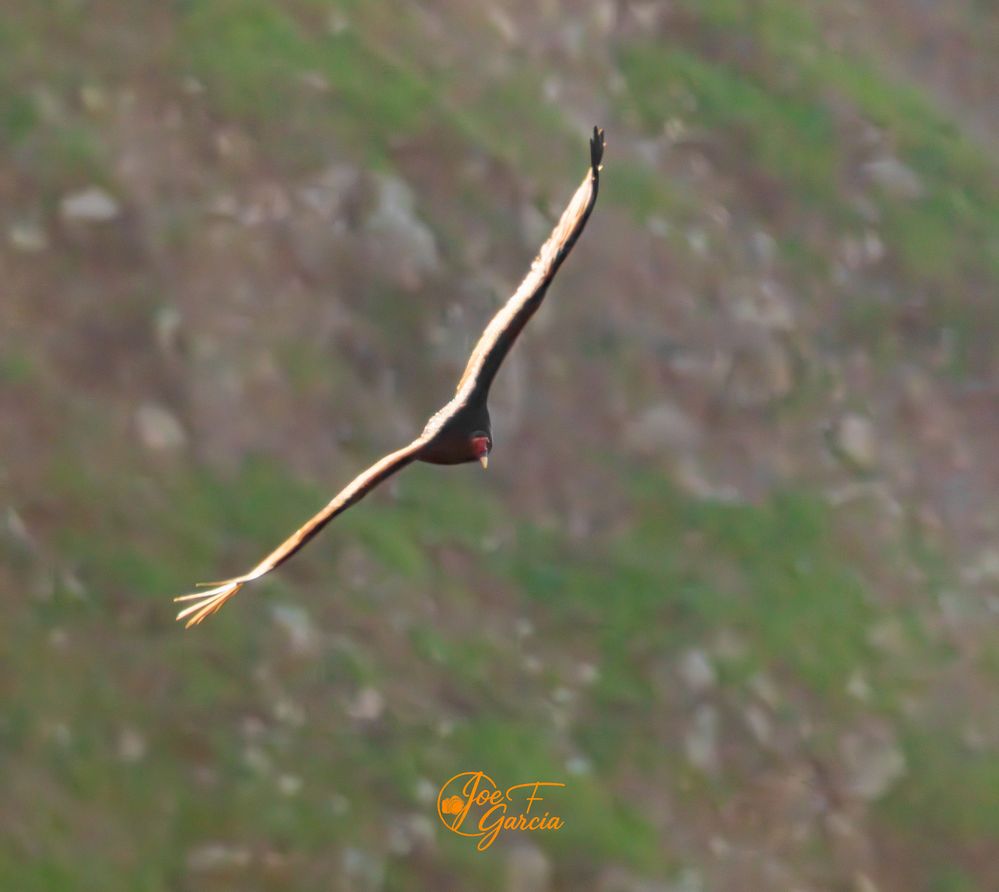 California Condor Gliding  R5 Mark II & RF200-800mm F6.3-9 IS USM  Handheld