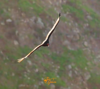 California Condor@0.75x.jpg