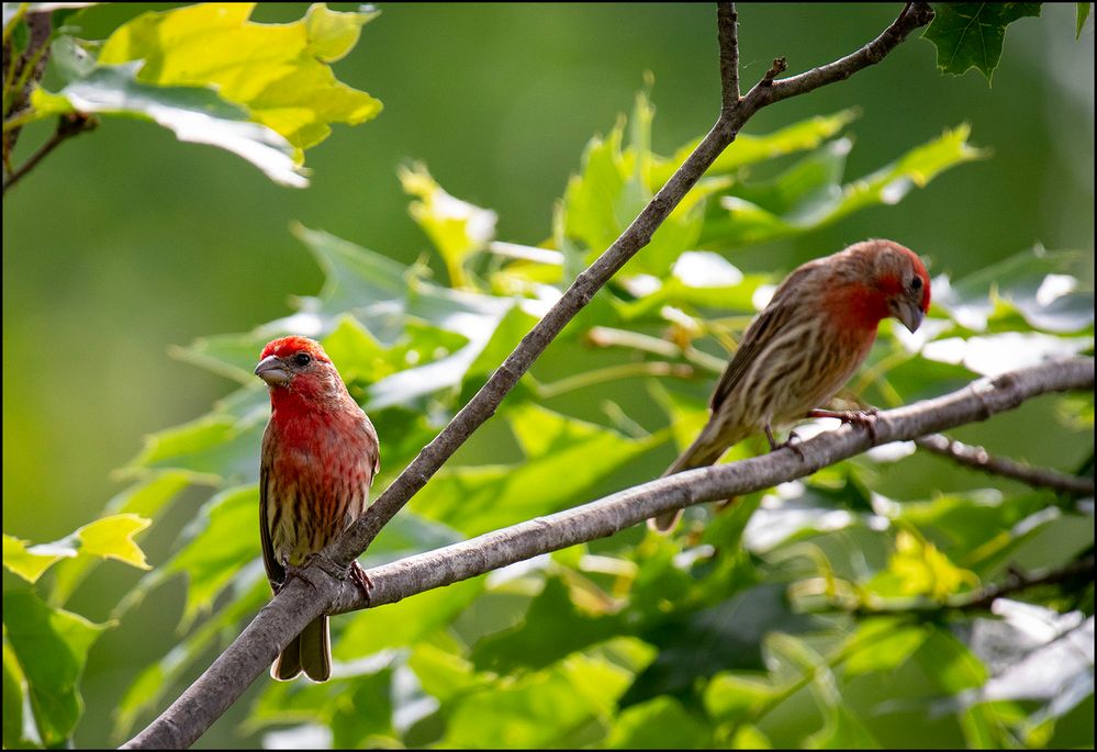 House Finch.jpg