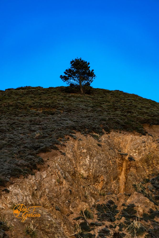 Lone Tree  R6 Mark II & RF24-105mm F4 L IS USM  Handheld