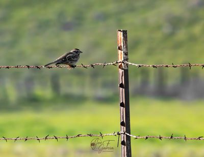 Lark Sparrow (Chandestes grammacus)@0.75x.jpg