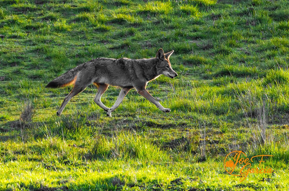 Coyote on the prowl  R5 Mark II & RF200-800mm IS USM  Handheld