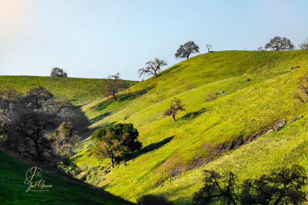 Coyote Valley  R5 Mark II & RF200-800mm IS USM  Handheld