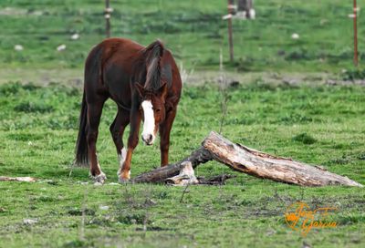 horse@0.5x.jpg