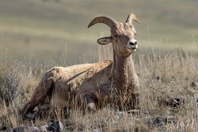 56741_Bighorn Sheep catching some rays.jpg