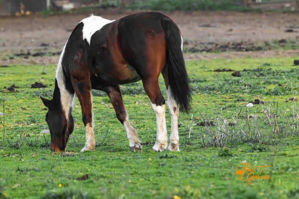 Horse  R5 Mark II & RF200-800mm IS USM  Handheld